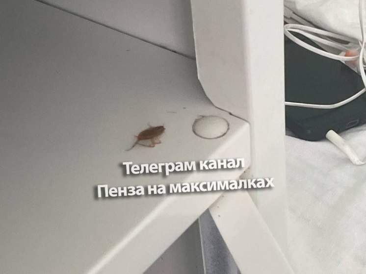 Пензенцы рассказали о набеге тараканов в больнице Бурденко