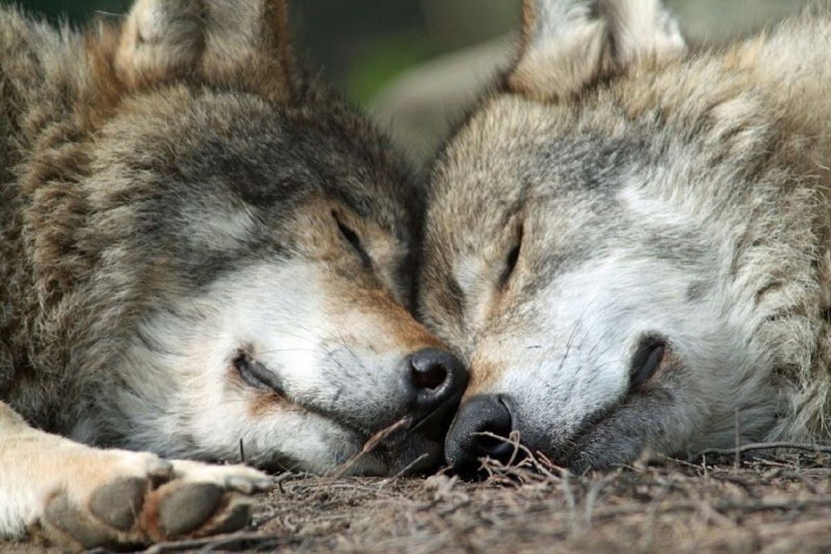 Полюбить волка. Влюбленные волки. Два волка. Волк и волчица.