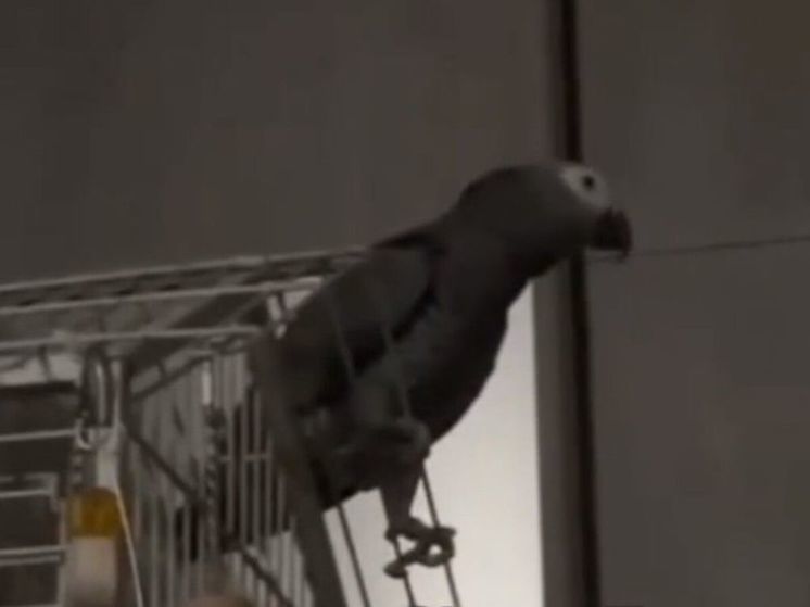 В Королеве попугай включает свет в доме с помощью умной колонки