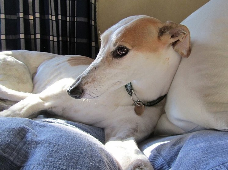 Сообщения о мужчине, напавшем на собаку с молотком в Сочи, проверит полиция