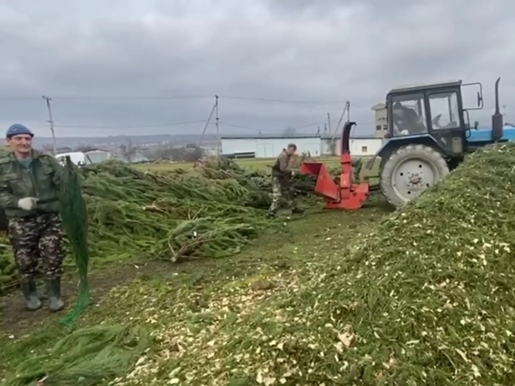 В Новороссийске переработали в щепу свыше 1 000 новогодних деревьев