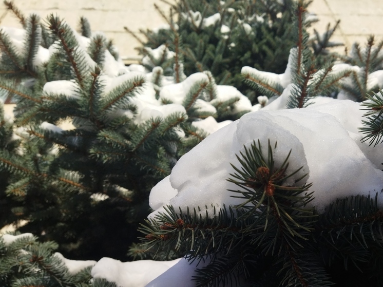12 февраля в Саратове весь день будет идти снег