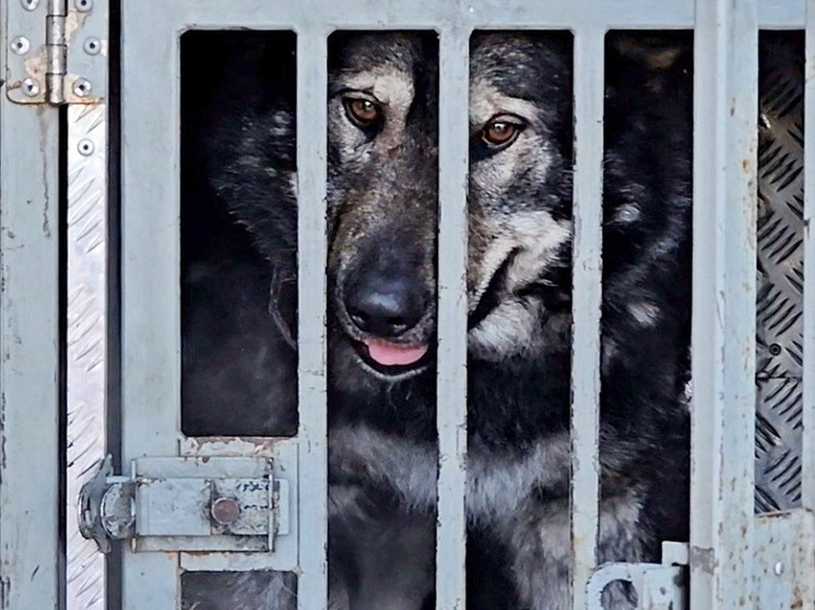 В Шурышкарском районе отловили безнадзорных собак