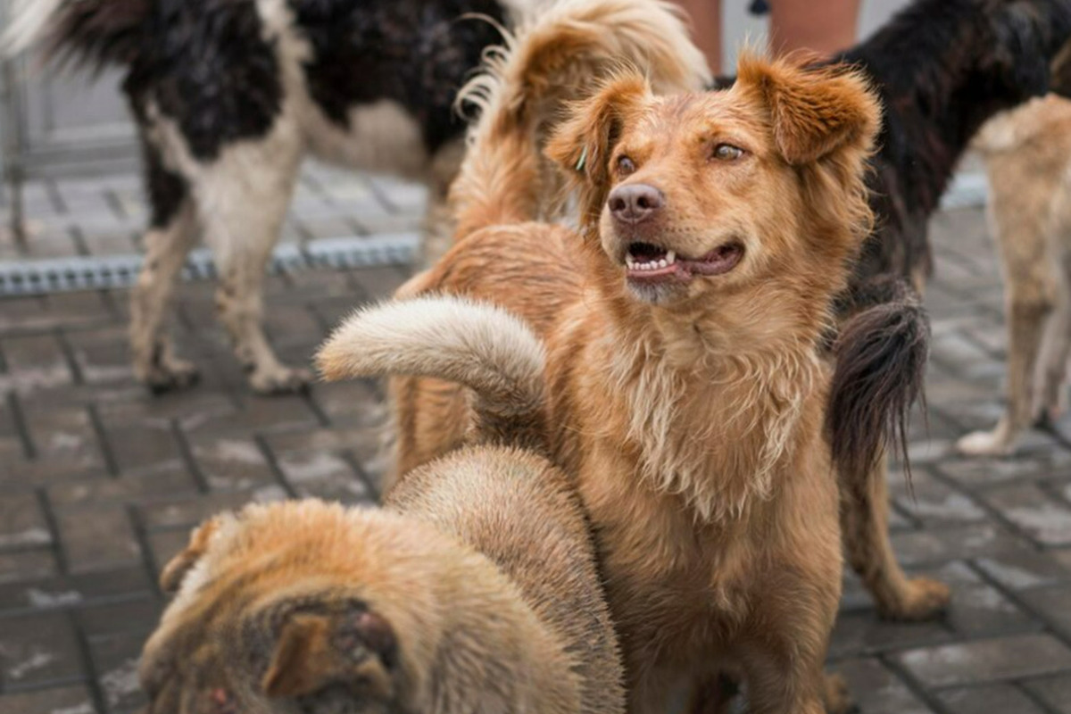 An academician from Istanbul proposed an option to reduce the number of stray dogs by eight times