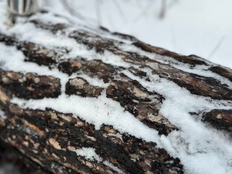 Снег ожидается в южных районах Забайкалья ночью 13 февраля