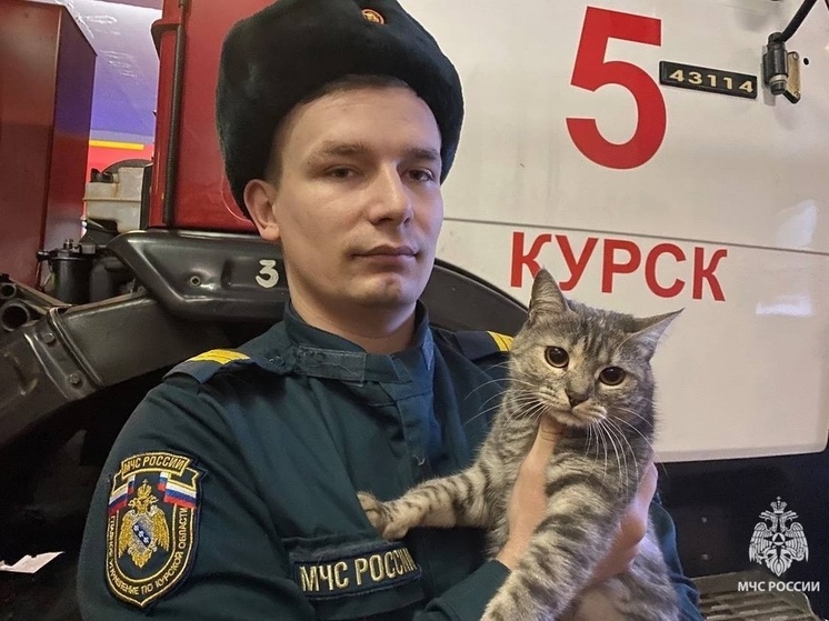 Курские огнеборцы показали живущую в пожарной части кошку Оливку