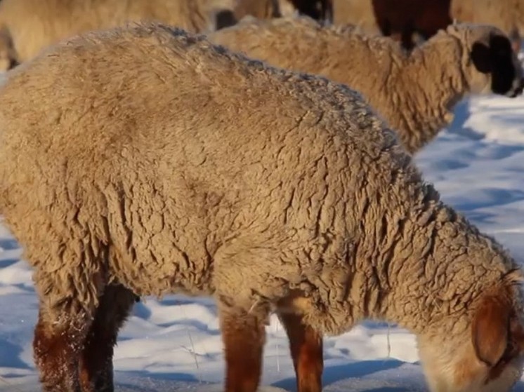 В Бурятии семьям участников СВО бесплатно дают овец