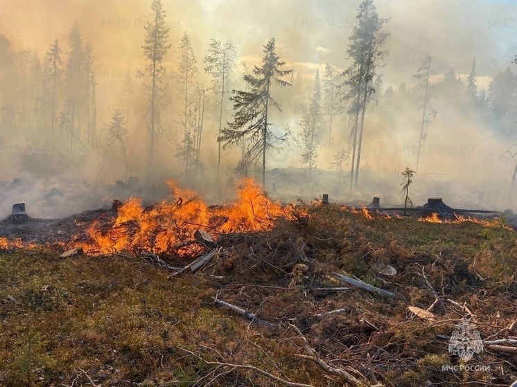 Виновник лесного пожара в Холмогорском округе предстанет перед судом