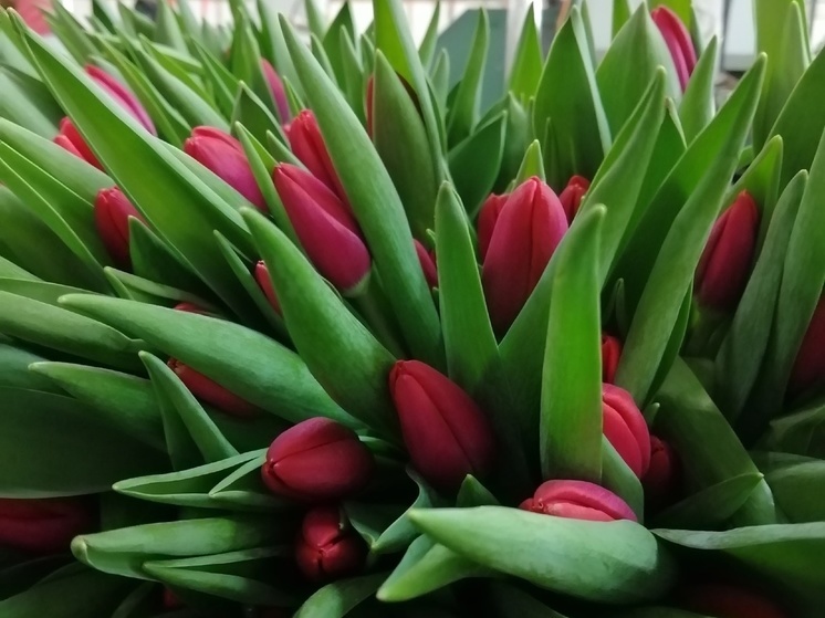 Выставка тюльпанов откроется в Вологде