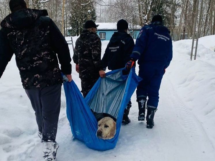 Огромного алабая достали из котлована подмосковные спасатели