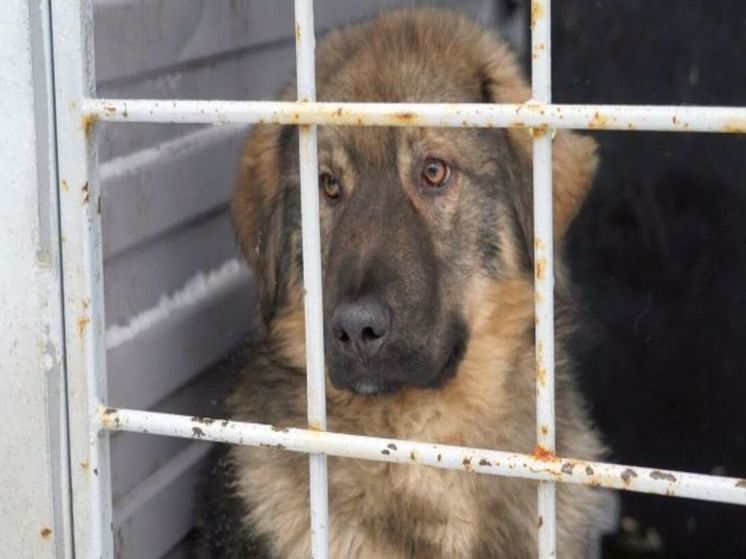 Закон об обращении с животными без владельцев приняла Дума Чукотки