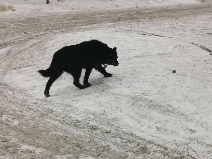  Карантин по бешенству ввели в селе Гродеково в Амурской области