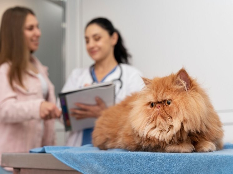 Барнаульский ветеринар выплатит компенсацию за некачественное лечение кота