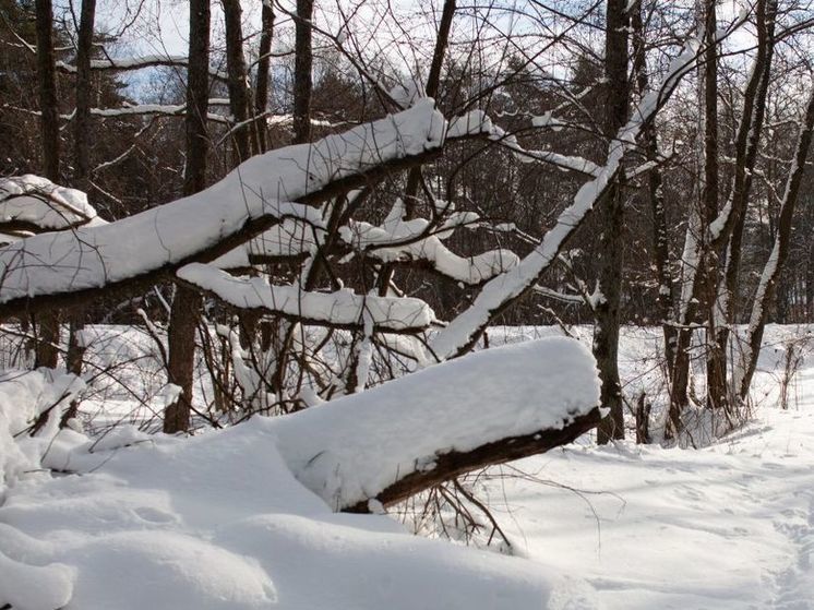 Крепкие морозы вернулись в Подмосковье