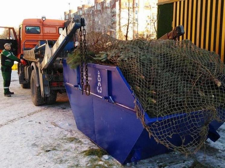 Более двух тонн новогодних елей, сосен и пихт отправили тюменцы на переработку