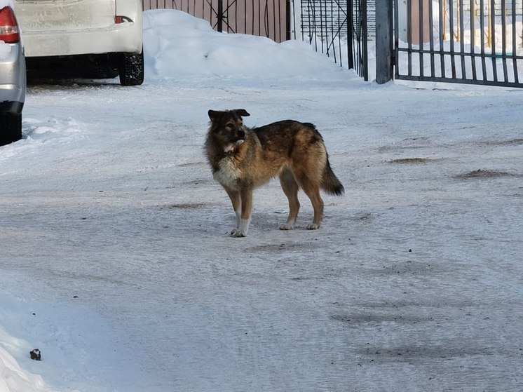 Уголовное дело возбудили в Хабаровске после нападения собак на мужчину