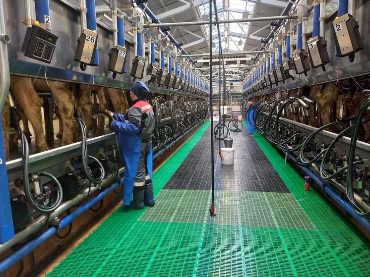 Молока станет больше: в Буйском районе реализуется проект «умной фермы»