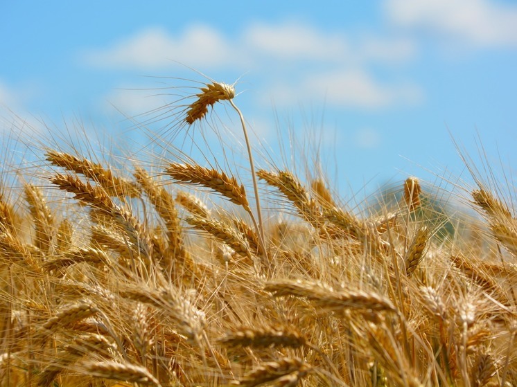 Калининградская область начала экспортировать пшеницу в Тунис