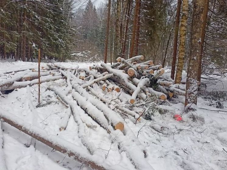 Уголовная статья грозит лесорубам, уничтожившим 47 деревьев в лесу