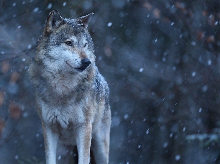 Кировчкие охотники заработали более 1,6 млн. рублей за добытых волков