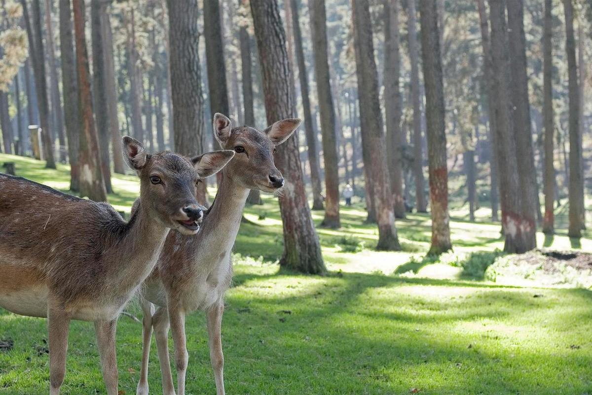 Deadly "zombie deer disease" is being prevented in a Canadian province