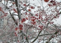 В Петербурге 15 февраля ожидается облачная погода, также пройдет небольшой снег. Температурный фон будет в пределах климатической нормы, рассказал в своем telegram-канале синоптик Михаил Леус.