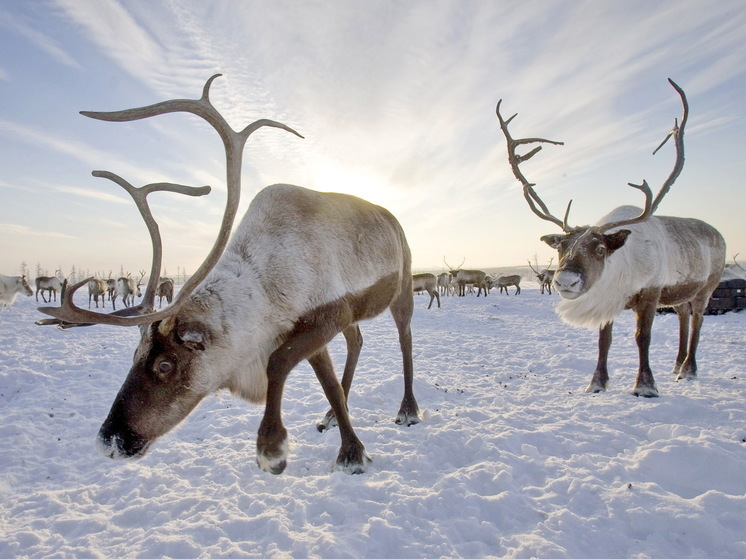 Ямальские депутаты внесут поправки в законы, позволяющие сохранить местную природу