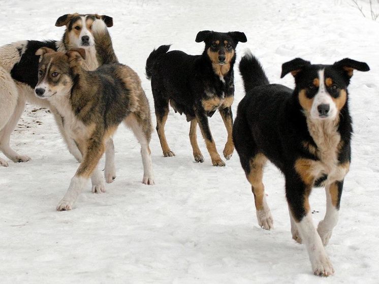 Стая бродячих собак не дает покоя жителям Шаликово