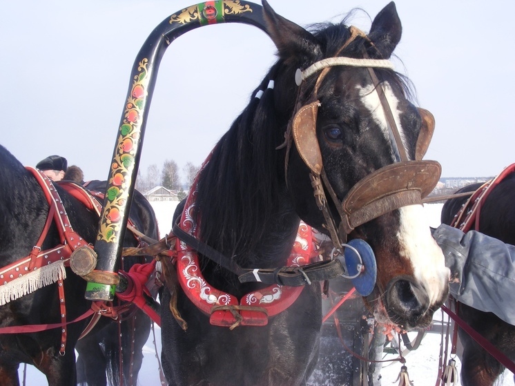 Конкурс семейного творчества «Полцарства за коня» проходит на Вологодчине