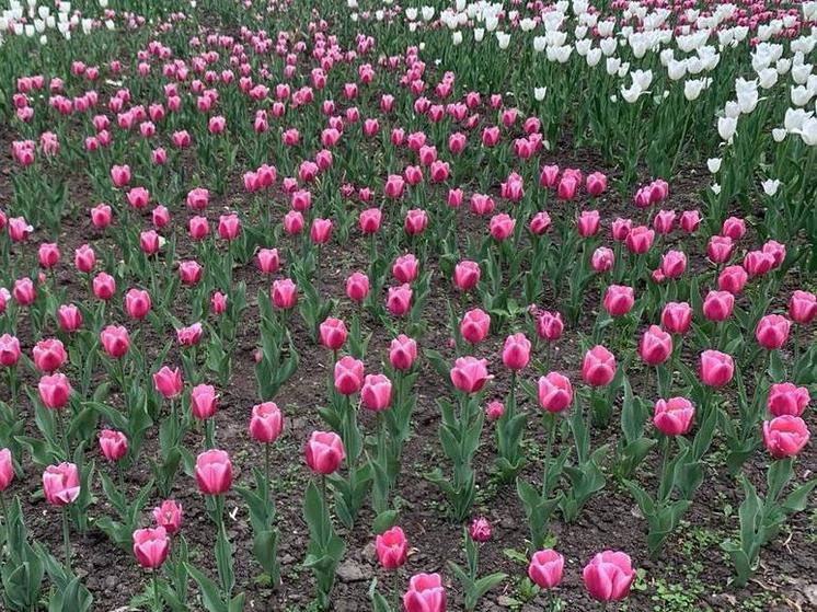 В цветочной теплице под Тамбовом собрали первый «урожай» тюльпанов