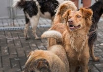 Жительнице Омской области не удалось оспорить решение о запрете держать у себя на участке более двух собак