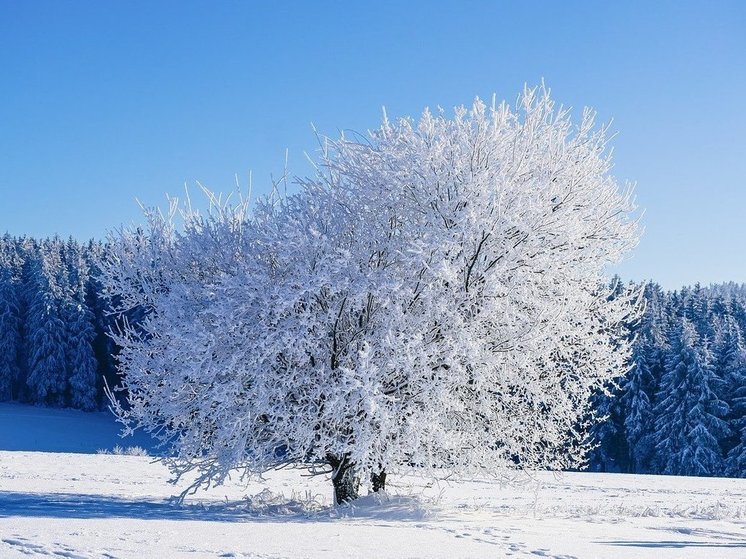 Вильфанд назвал зиму 2024 года самой снежной за последние десятилетия