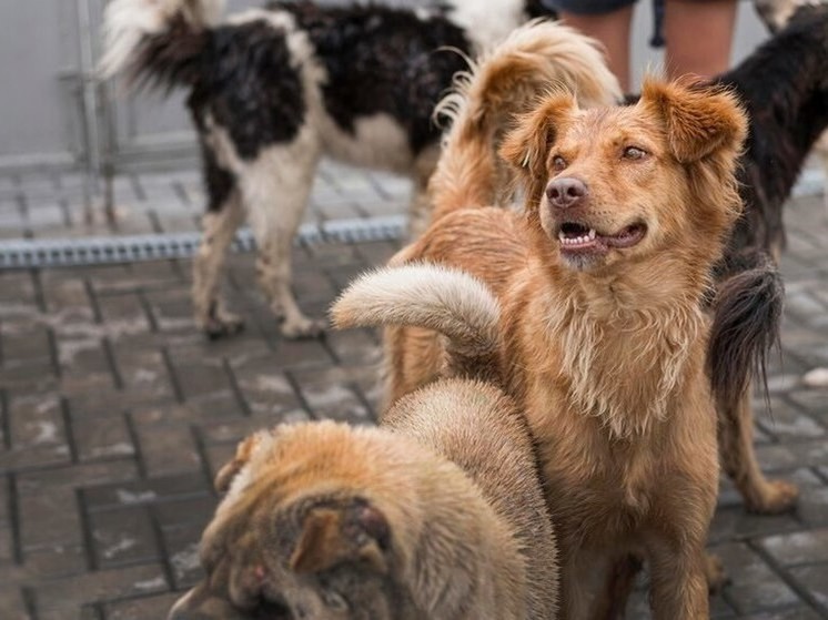 Жительнице Омской области не удалось оспорить решение суда о запрете держать более двух собак