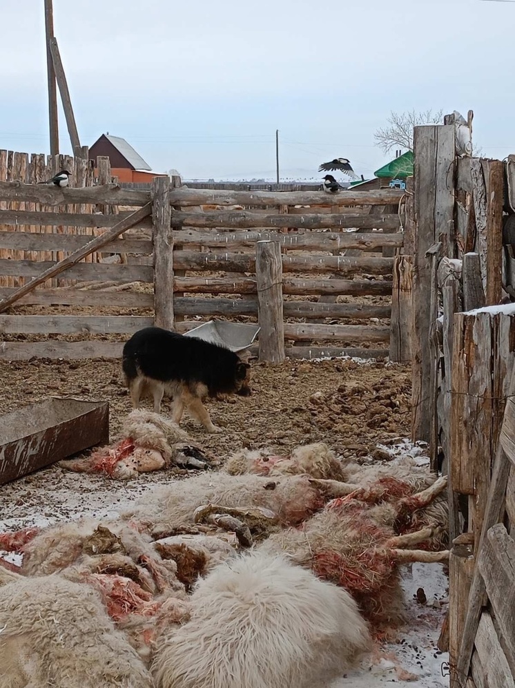 В Бурятии свора собак загрызла 10 овец