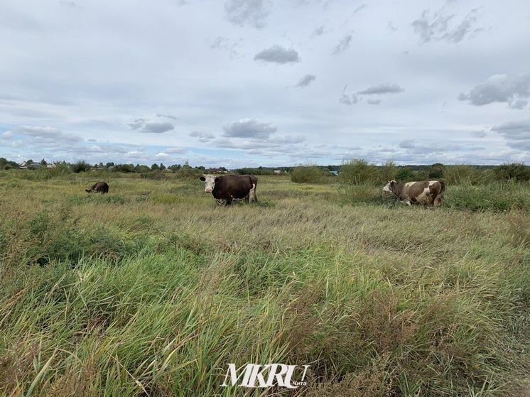 Скота и посевных площадей стало меньше за 2023 год в Забайкалье