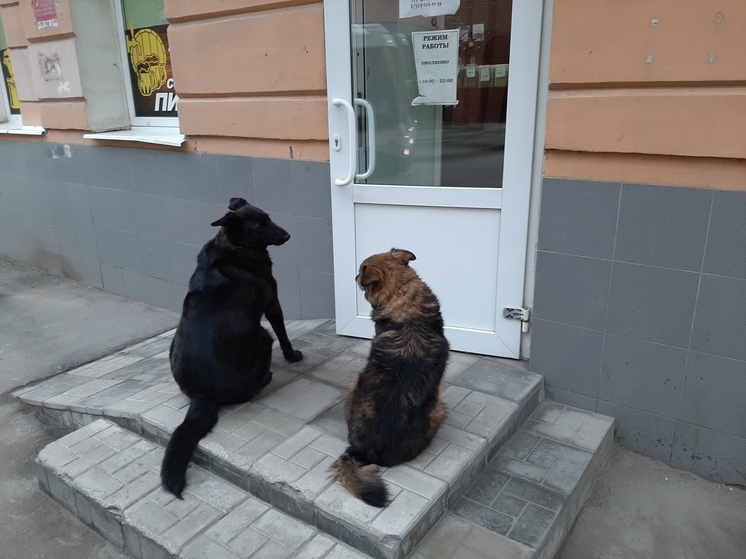 Тявкнуть не успеют
