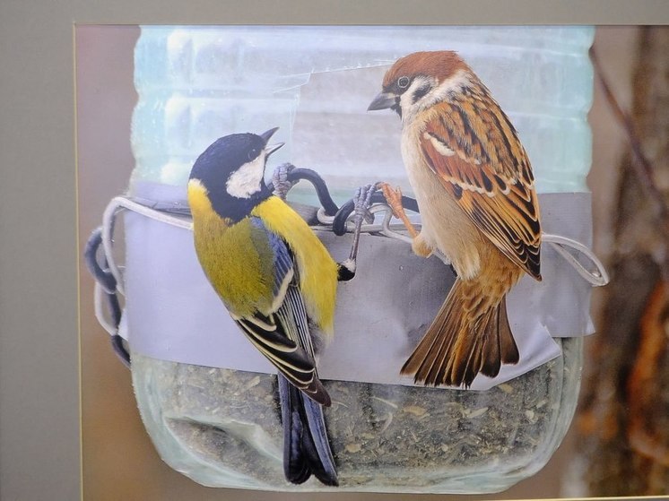 Уникальные снимки птиц можно увидеть на фотовыставке в Пущино