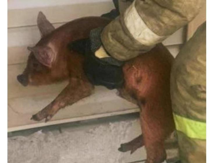 Во время пожара в брянском селе Займище чудом уцелели животные