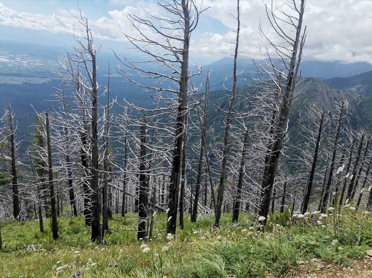 Гидрометцентр дал прогноз о пожарной опасности в лесах в Бурятии