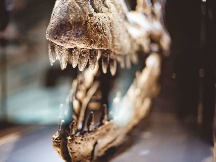 Найденные в Альпах останки рептилии возрастом 280 миллионов лет признали фальшивкой