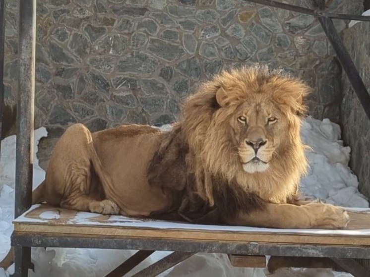 В сахалинском зооботпарке готовятся к 15-летнему юбилею льва Лорда