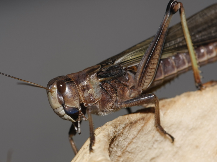 Scientists: locust invasion threatens food security around the world