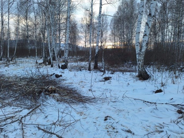 Житель Алтайского края незаконной вырубкой деревьев нанес ущерб почти на полмиллиона рублей