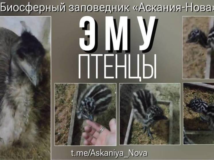 В заповеднике «Аскания-Нова» появились на свет птенцы эму