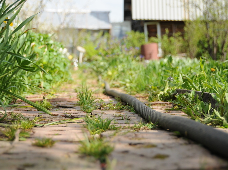 Свердловскстат сообщил о повышении урожайности картофеля в Курганской области