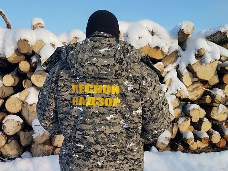  В Ярославской области увеличат количество лесных инспекторов