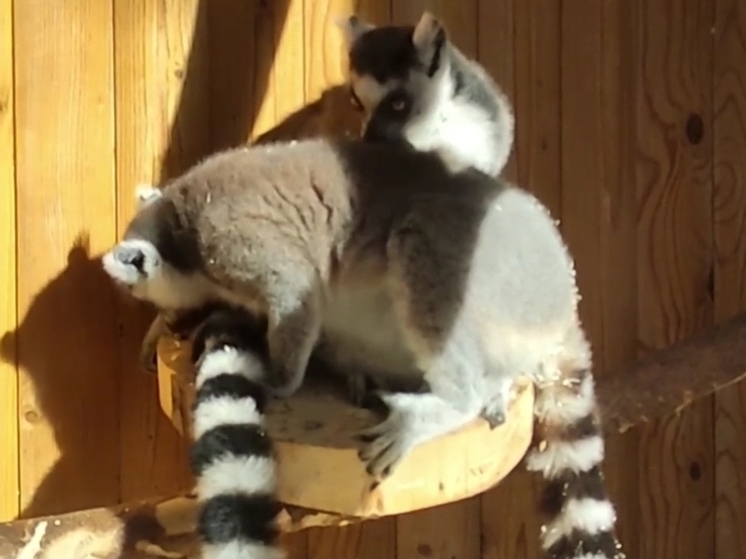 В зоопарке Бахчисарая влюбленные лемуры начали подготовку к весне