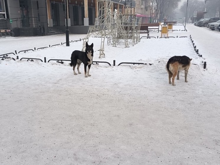 В Хакасии выявили очаг бешенства среди собак