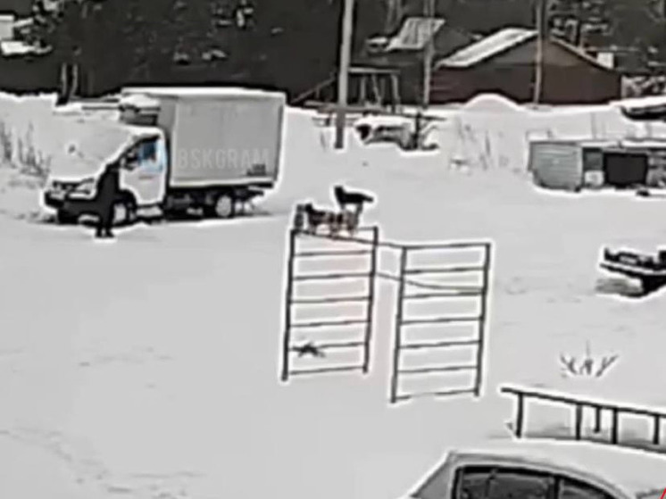 В Бийске стая бездомных собак напала на пенсионерку