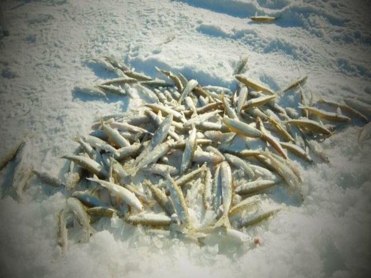 Более 100 тонн корюшки разрешили выловить жителям Чукотки в этом году